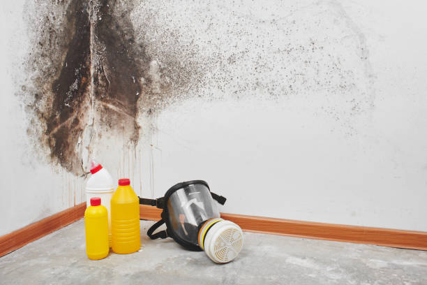 Best Kitchen Mold Remediation in High Point, NC