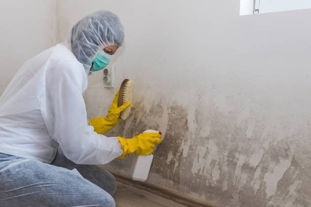 Best Mold Testing and Inspection Services in High Point, NC