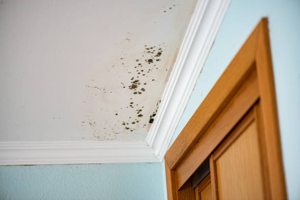 Best HVAC Mold Remediation in High Point, NC