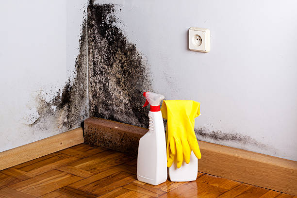 High Point, NC Mold Remediation Company