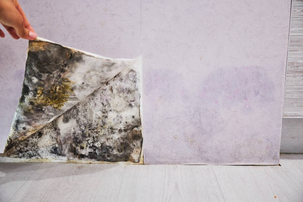 Best Mold Remediation for Specific Building Types in High Point, NC